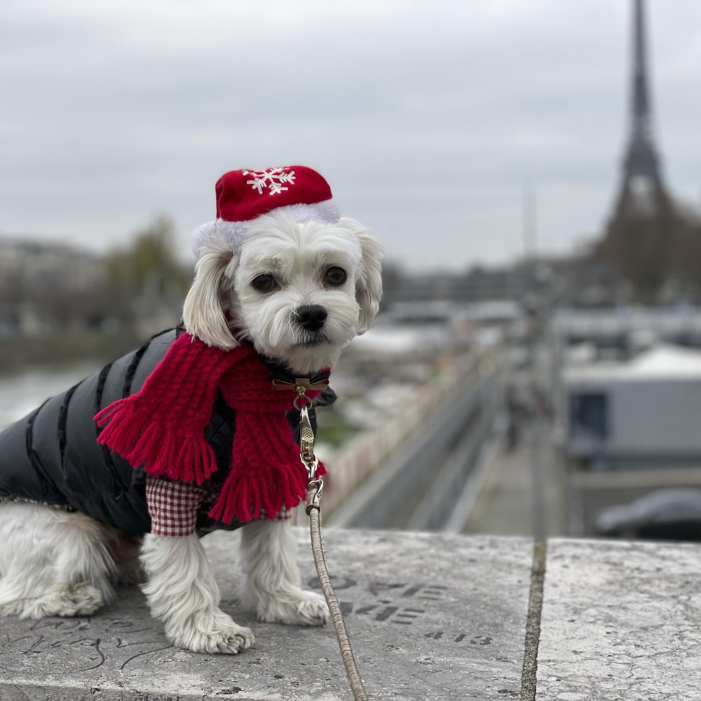犬　保護犬　フランス　犬のいる暮らし　フランスの犬事情