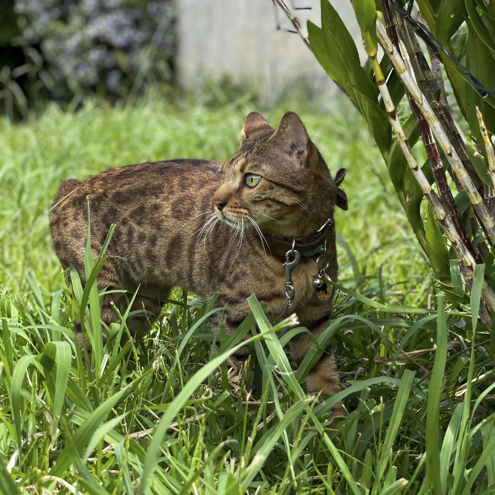 猫　保護猫　フランス　猫のいる暮らし　フランスの猫事情　ベンガル