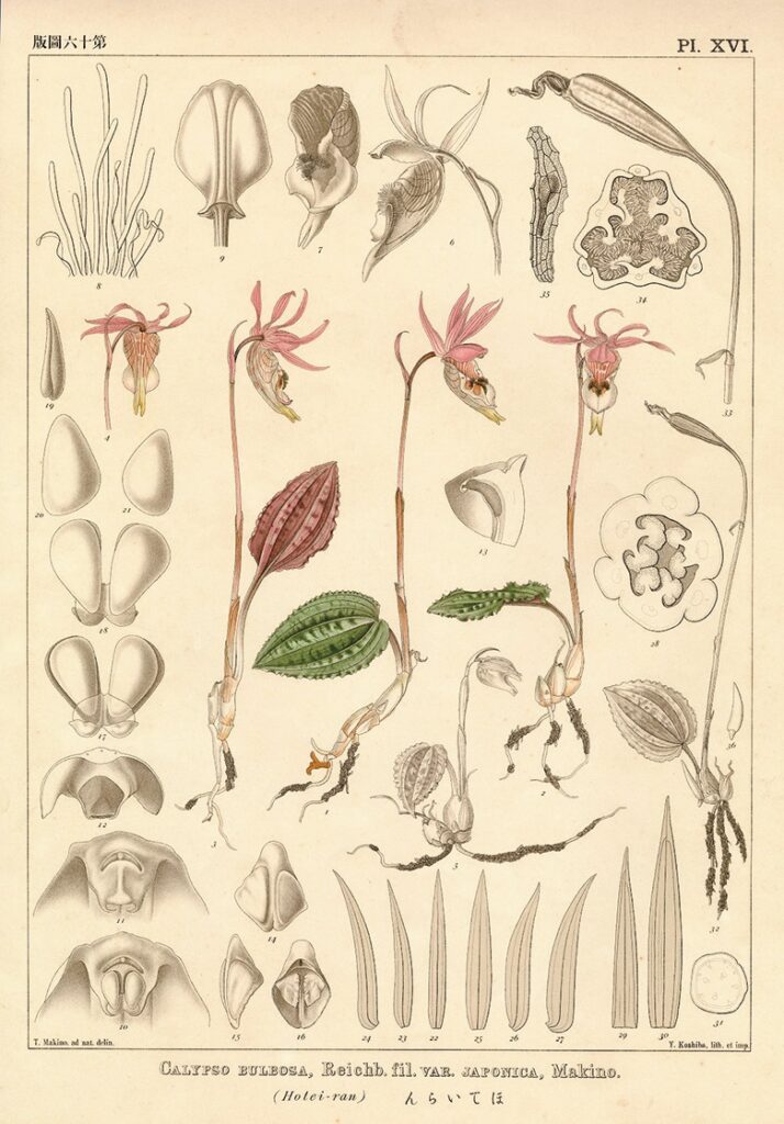 超激安 牧野富太郎「牧野新日本植物図鑑」 らんまん 植物画 植物学 