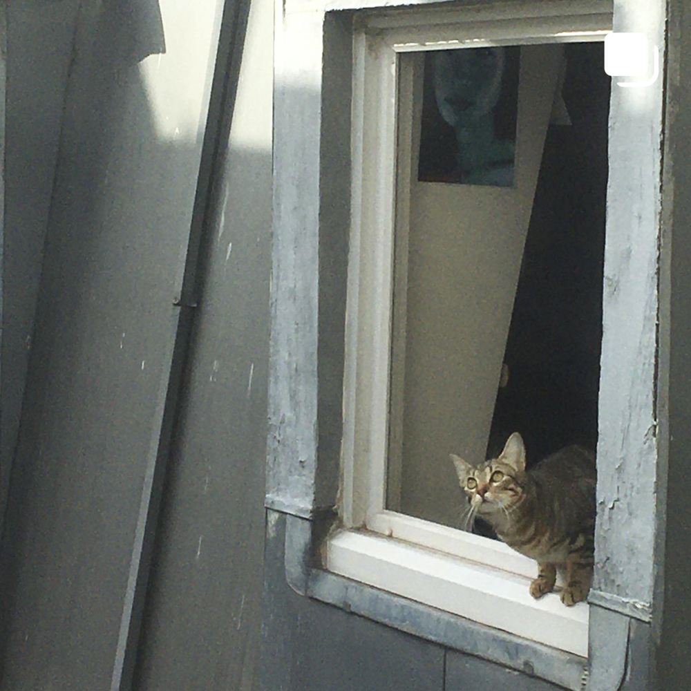猫　保護猫　フランス　猫のいる暮らし　フランスの猫事情