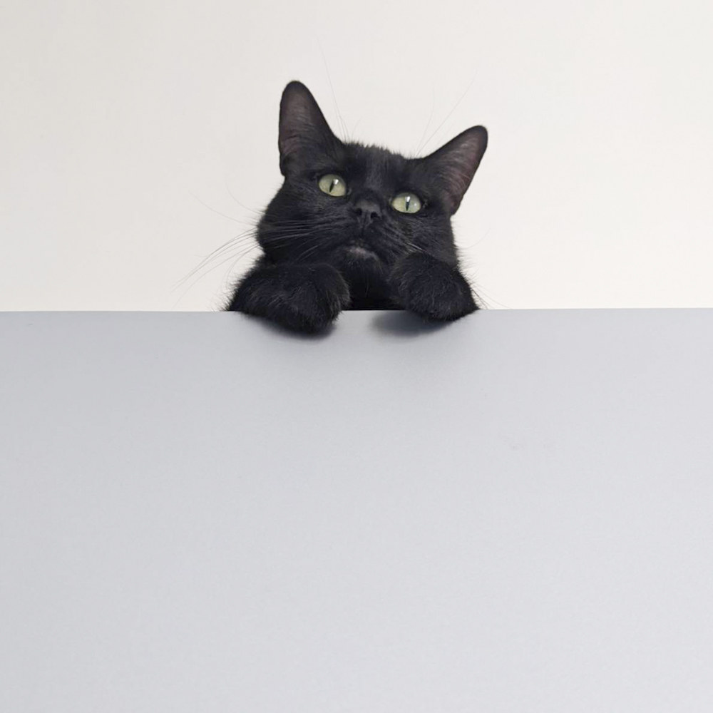 猫　保護猫　フランス　猫のいる暮らし　フランスの猫事情　黒猫