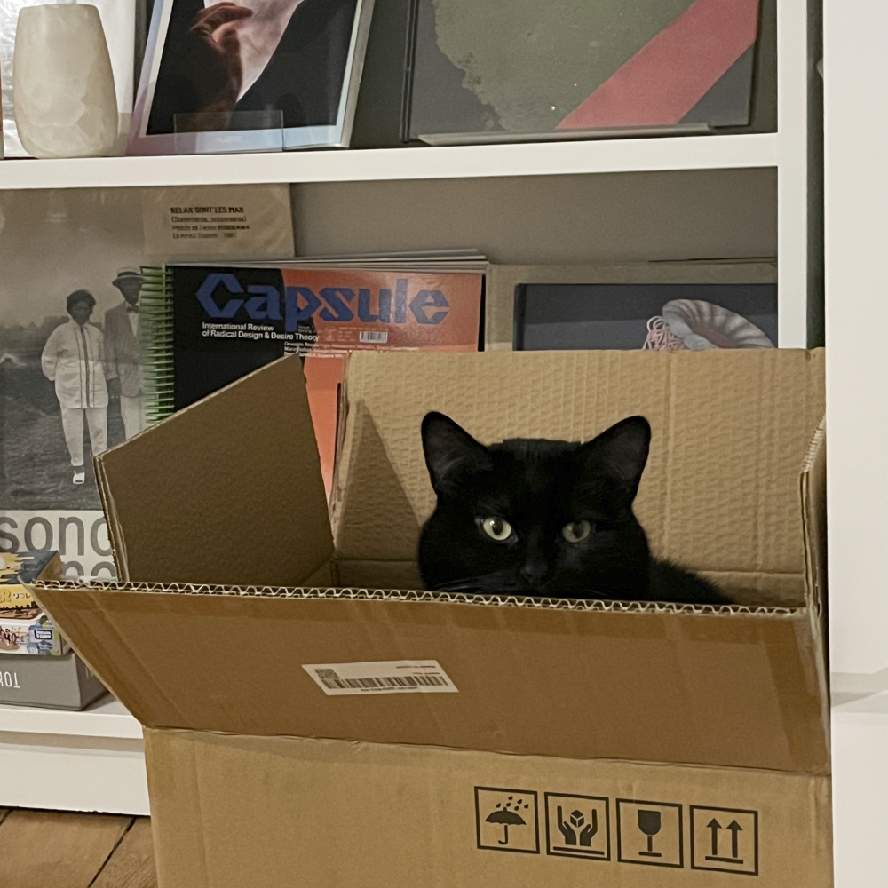 猫　保護猫　フランス　猫のいる暮らし　フランスの猫事情　黒猫