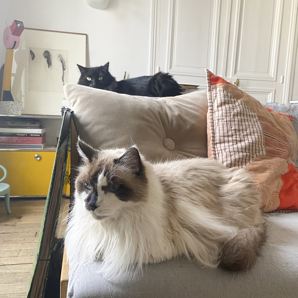 猫　保護猫　フランス　猫のいる暮らし　フランスの猫事情