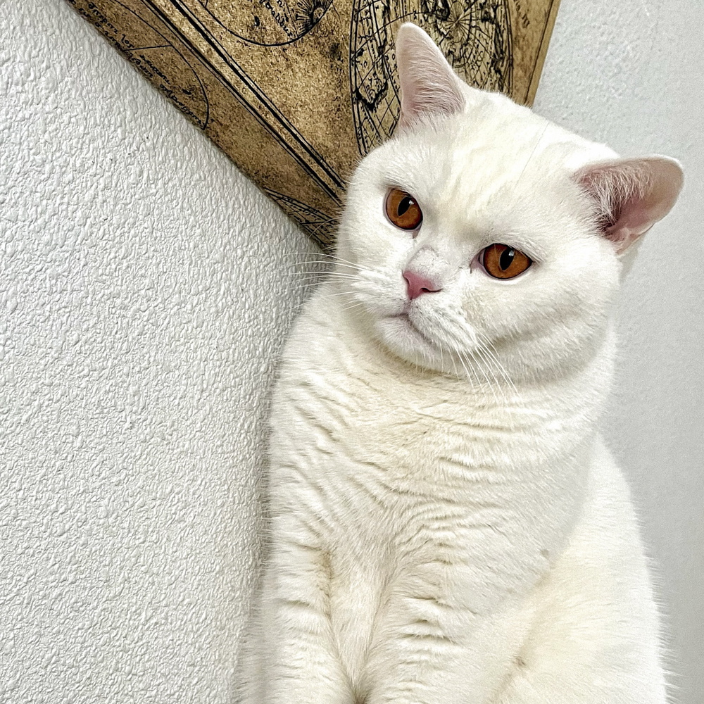 猫　保護猫　フランス　猫のいる暮らし　フランスの猫事情　ブリティッシュショートヘア