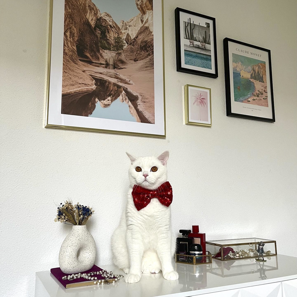 猫　保護猫　フランス　猫のいる暮らし　フランスの猫事情　ブリティッシュショートヘア