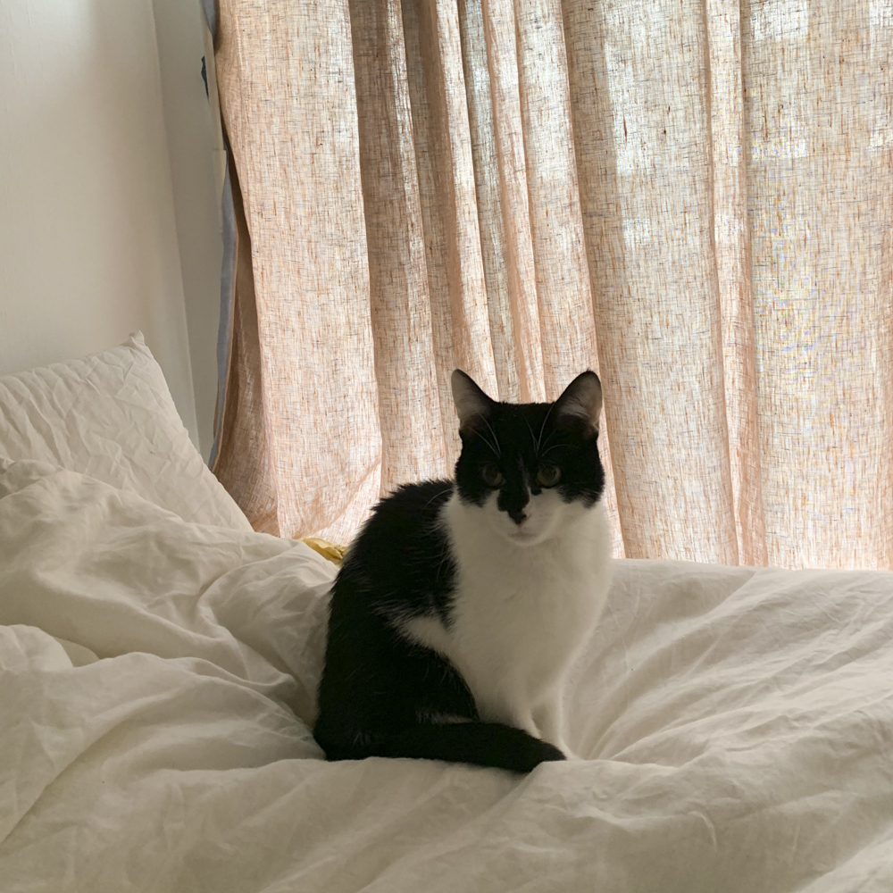 ベッドに座る目が真ん丸なハチワレ猫