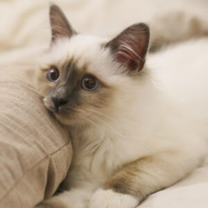 たんぽぽの綿毛のような子猫時代を経て…飼い主に抱かれてふわとろになる超美猫さま