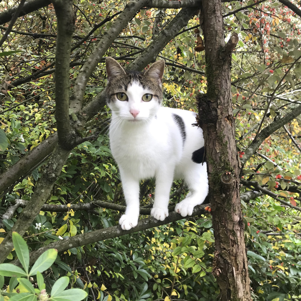 木の上に立っているブチ猫