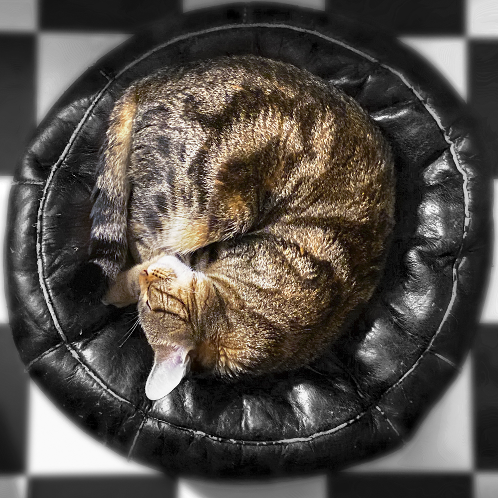 クッションの上に丸まって寝るトラ猫