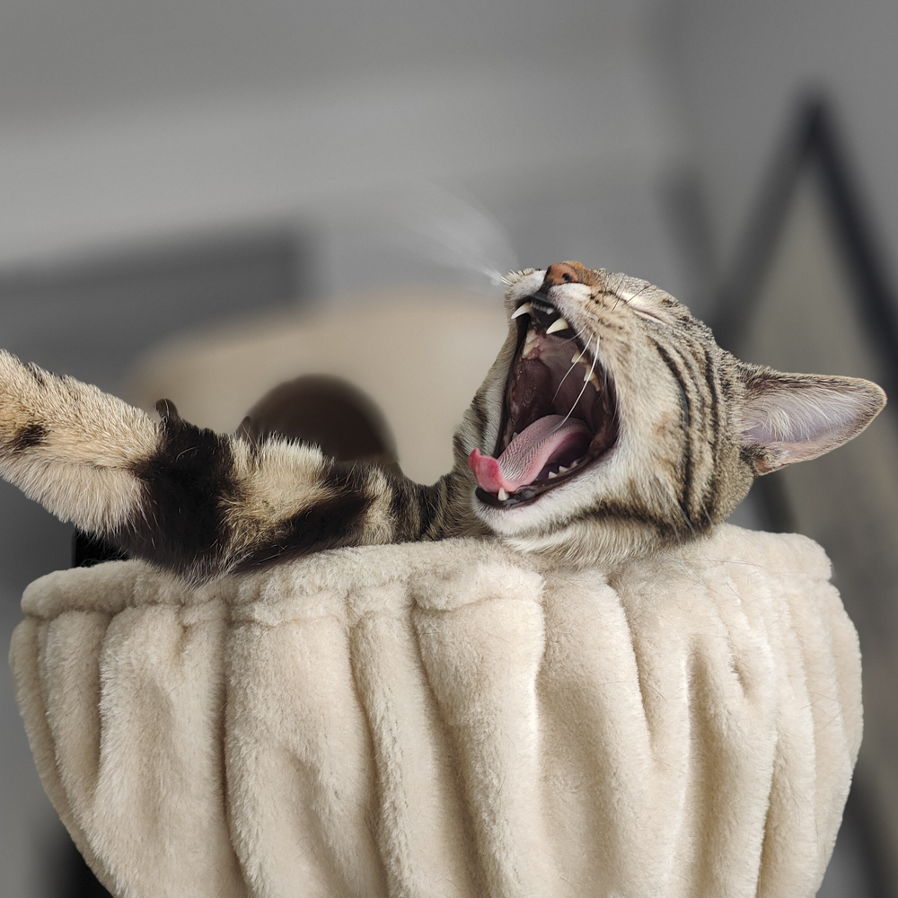 あくびをするトラ猫