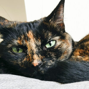 安楽死直前でした…いまは飼い主と愛し合う猫さまのぬくぬくにあふれた生活