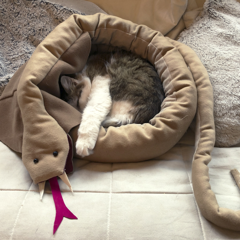 丸くなって眠るサイベリアン雑種の猫