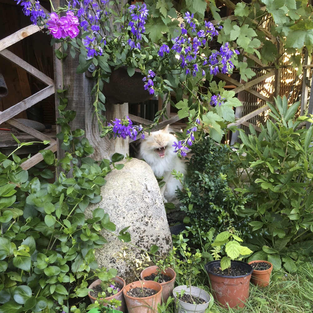 あくびをするバーマン猫