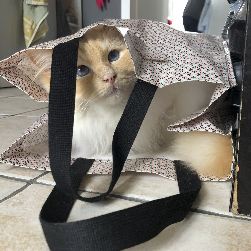 袋の中に入るバーマン猫
