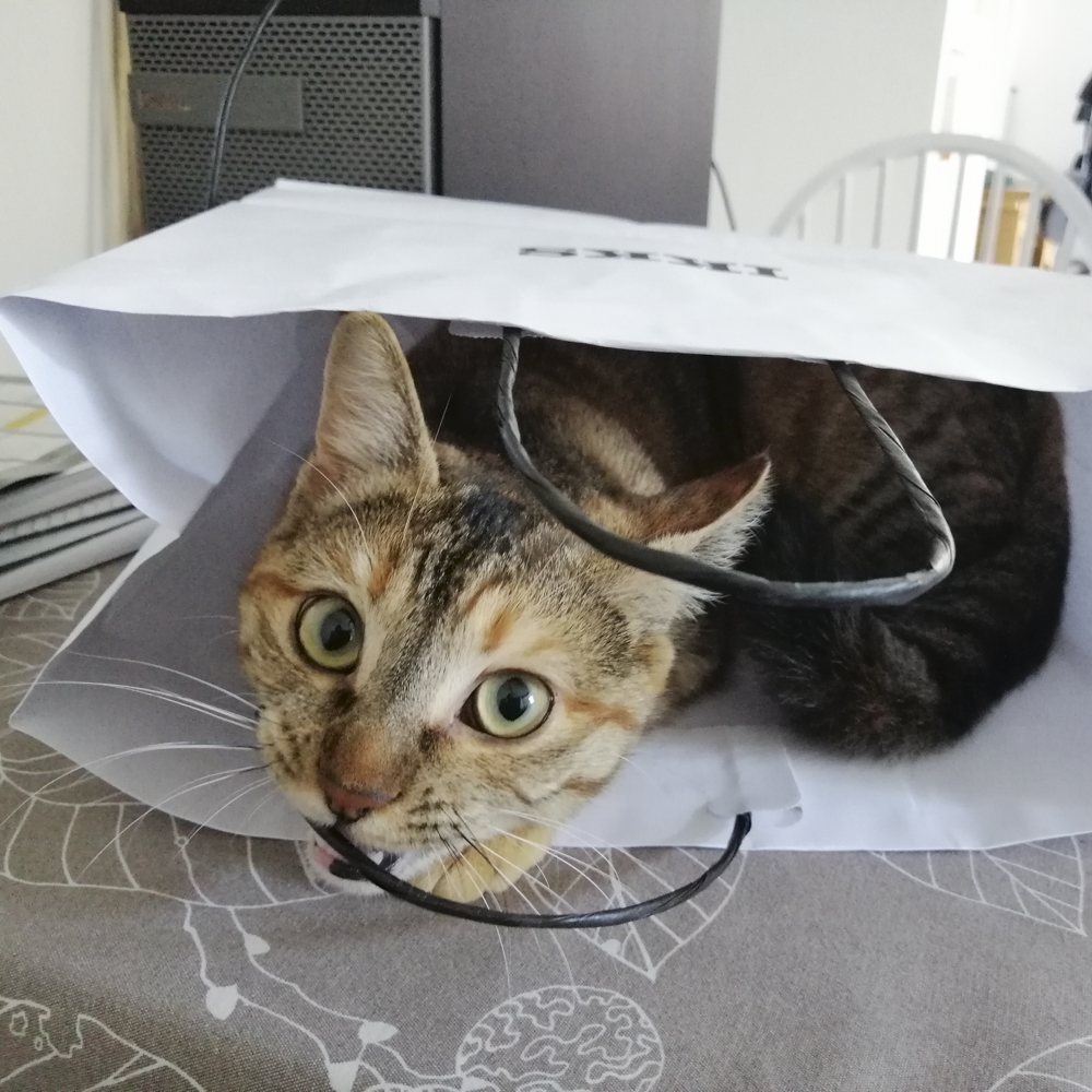 紙袋の中に入る赤トラサビ猫