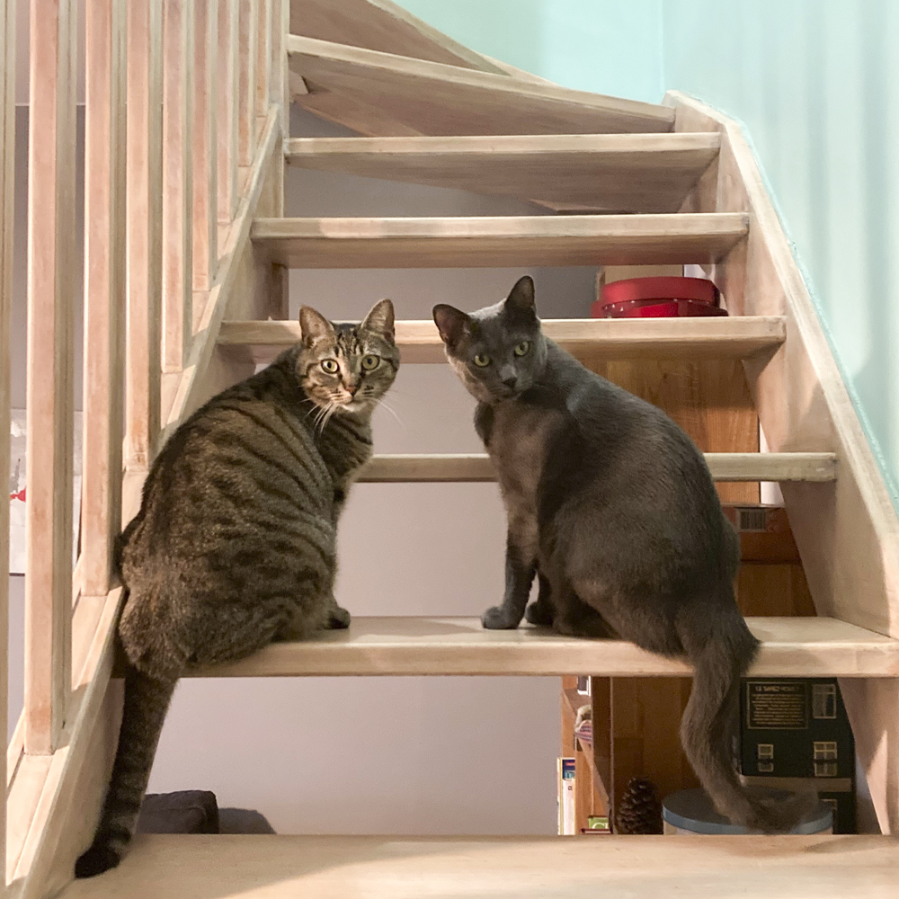 階段に佇む猫2匹