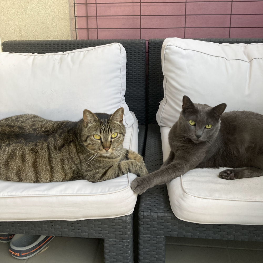 椅子に座る猫2匹