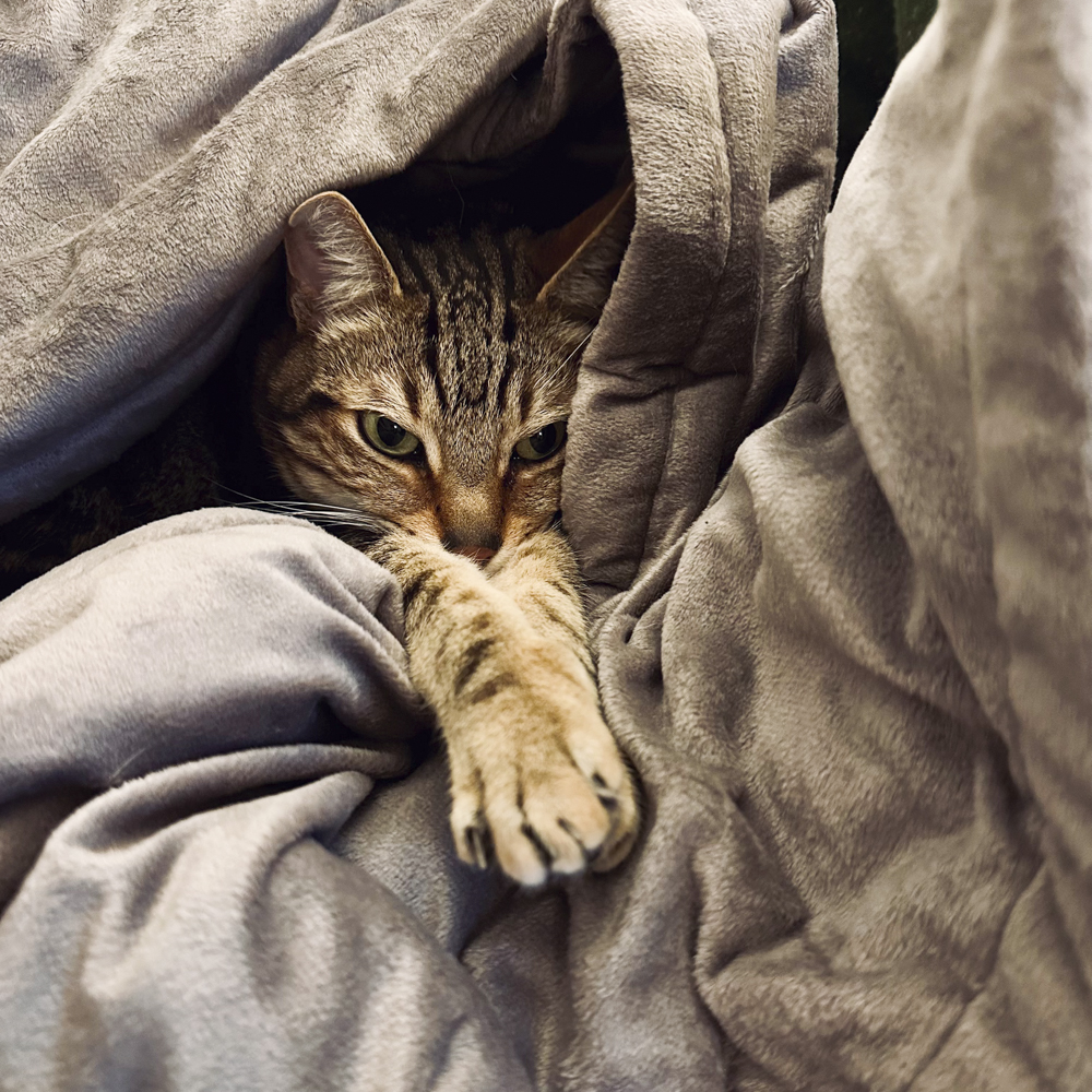 毛布の中にいる猫