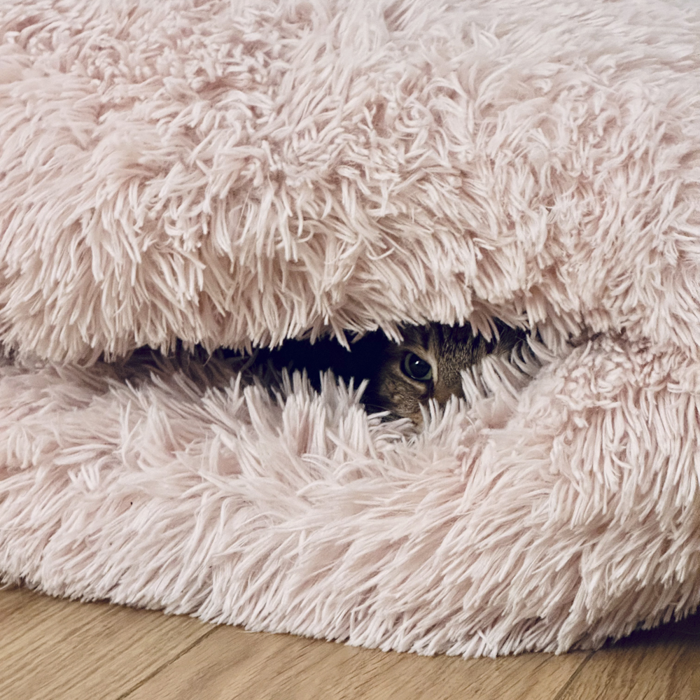 毛布の中にいる猫