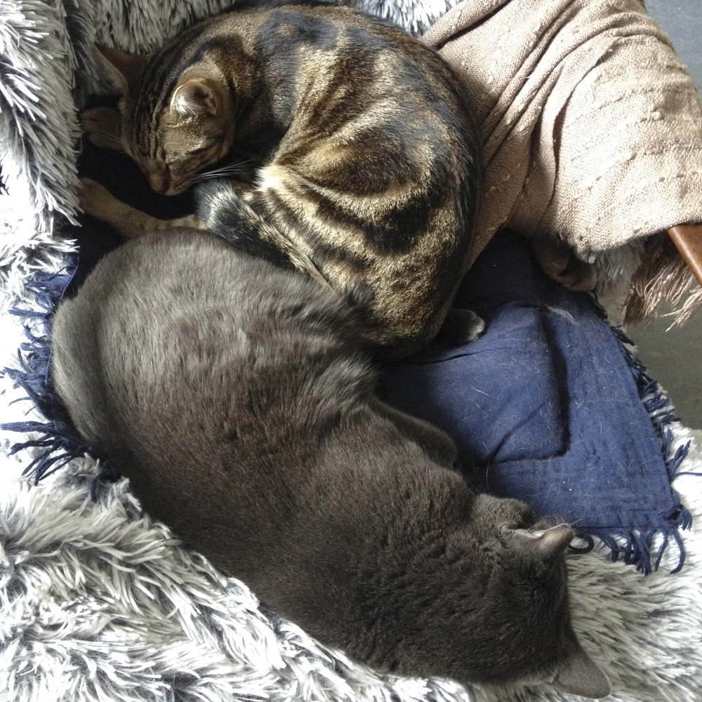 丸くなって眠る猫たち