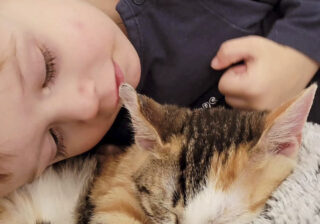 【画像】超甘えん坊で抱っこが好き…毎日幸せに過ごすスイートな子猫さまの衝撃的な過去