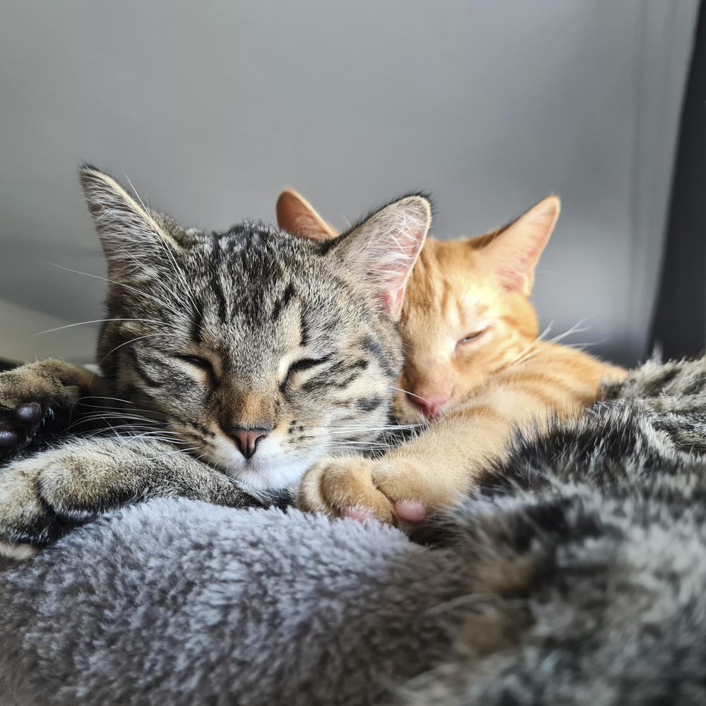 仲良く眠るヨーロピアンショートヘアの猫2匹
