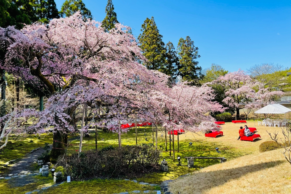 京都醍醐寺の桜