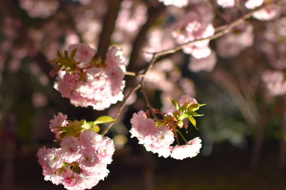 東山動物園の桜