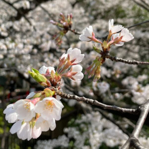 【京都】醍醐寺ではお抹茶をいただくのが正解…女性約200人に聞いたオススメの「桜スポット」20選
