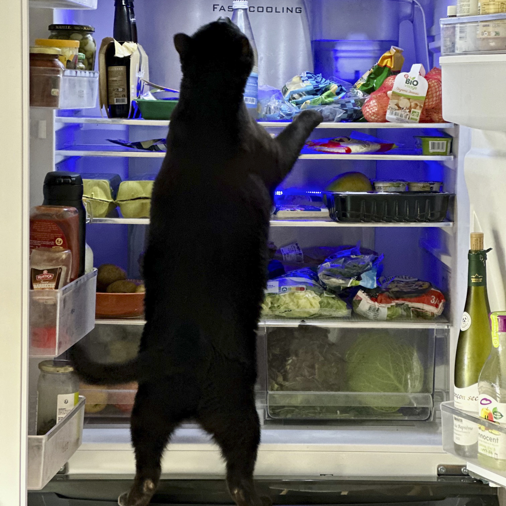 冷蔵庫をあさる黒猫