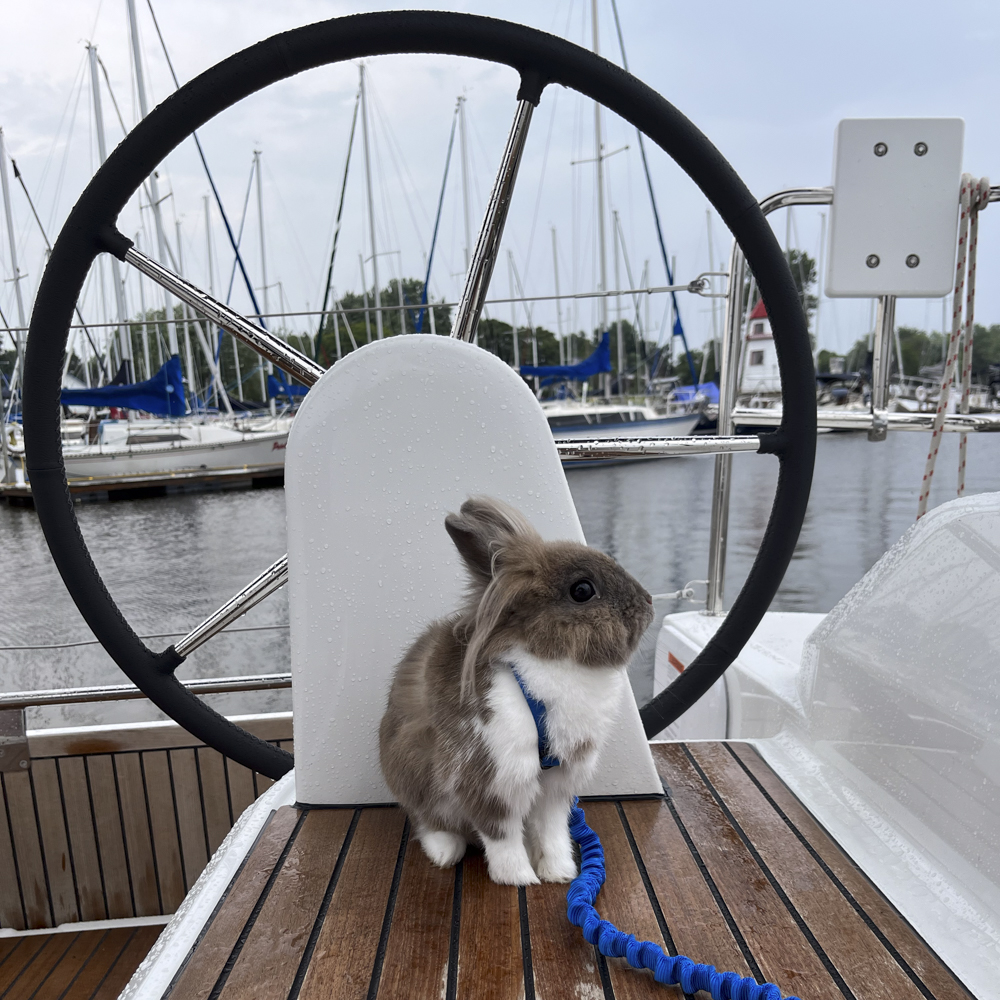 ヨット上のウサギ