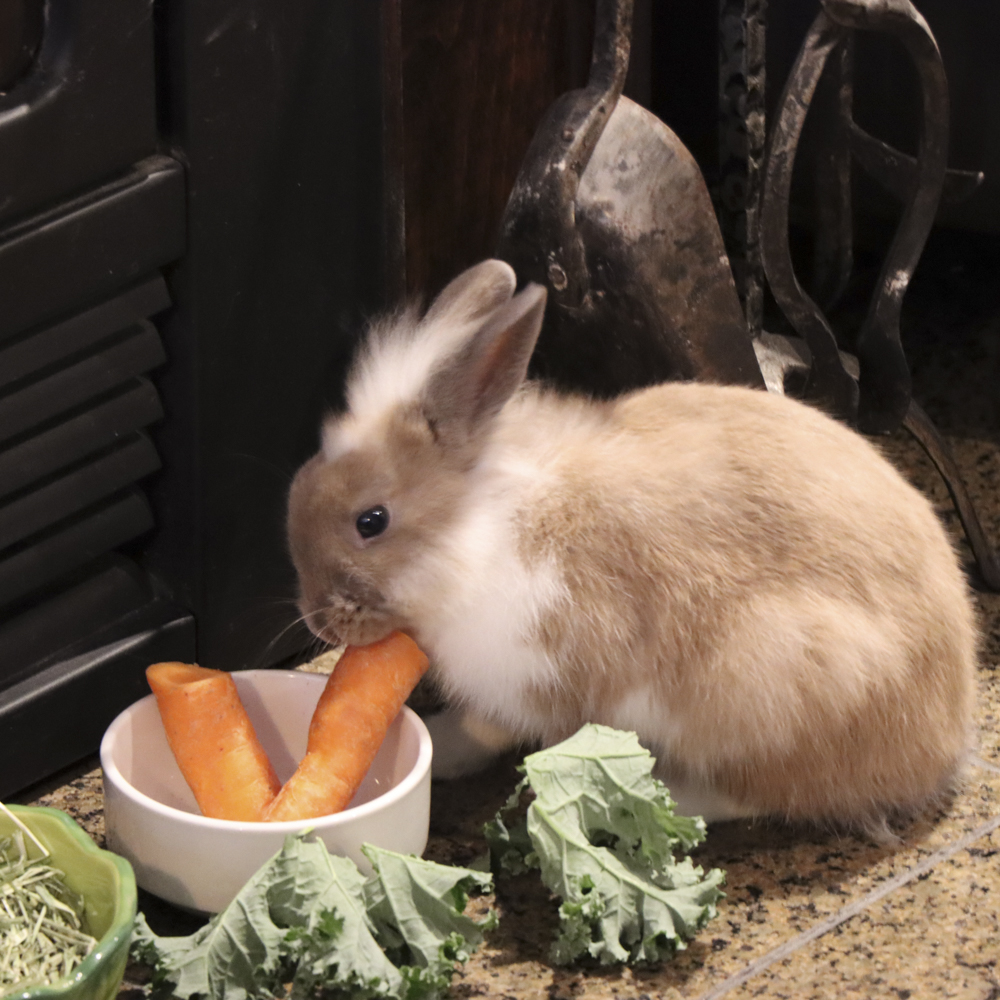 ニンジンを食べるウサギ