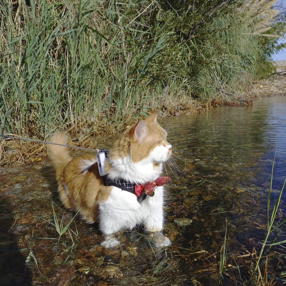 川に入るミックスペルシャ猫
