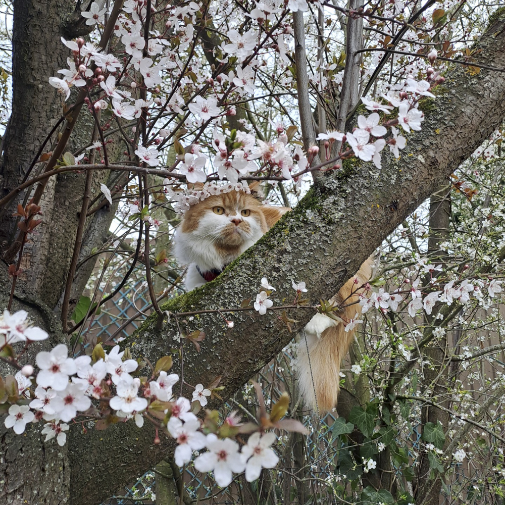 桜の木に登るミックスペルシャ猫