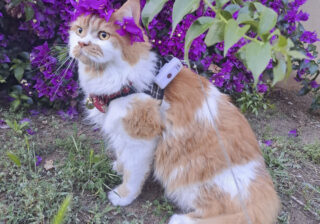 【画像】花冠が似合いすぎでかわいい！ …飼い主に溺愛される猫さまの夢のような一日