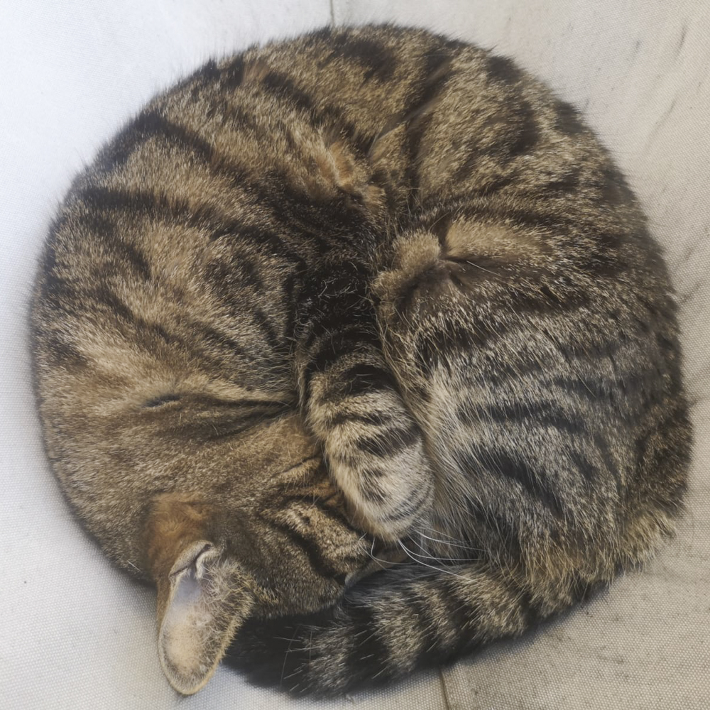 丸くなって眠るシマ猫