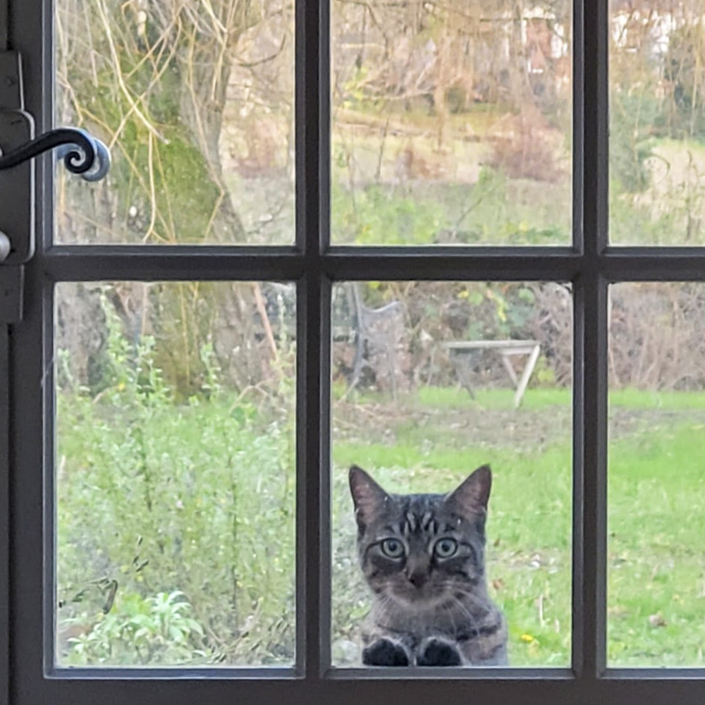 窓から覗き込むシマ猫