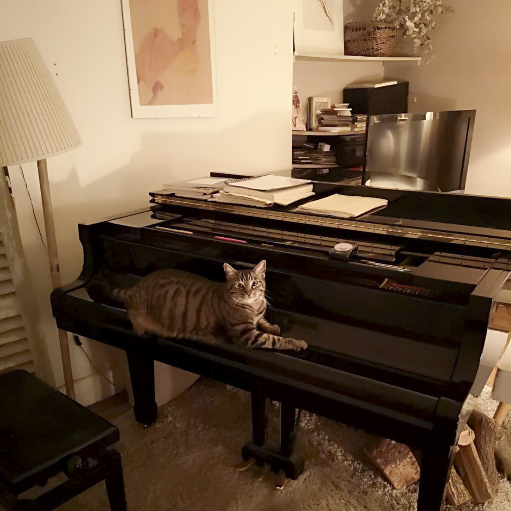 ピアノに乗るシマ猫