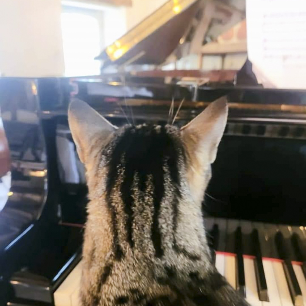 ピアノを見ているシマ猫