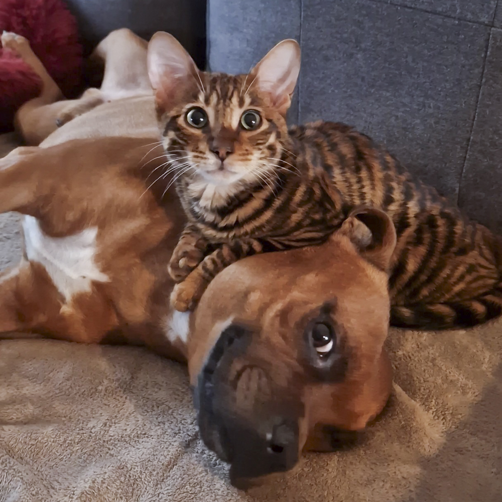 犬と戯れるトイガー種の猫