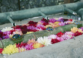 岡寺は日本最初の厄除け霊場。その手水舎と池が花で敷き詰められる季節はまもなく。