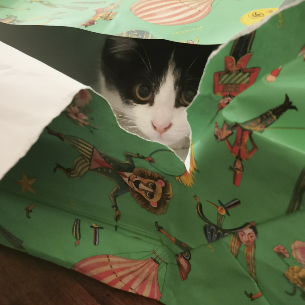 袋に入るハチワレ猫