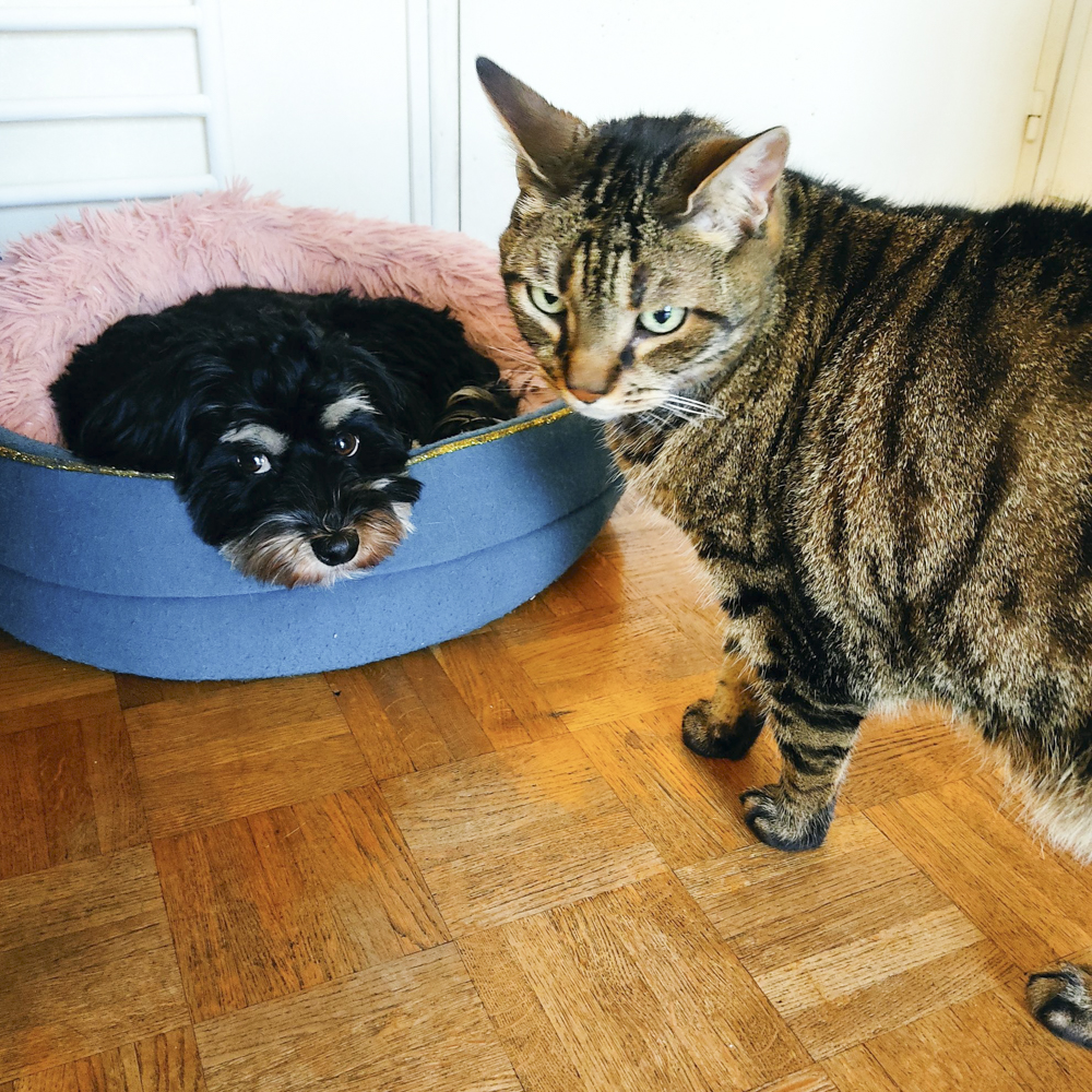 シマトラ猫と犬
