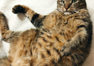 見よ、この豊満な腹を…ワガママボディな猫さまに付けられたニックネームとは