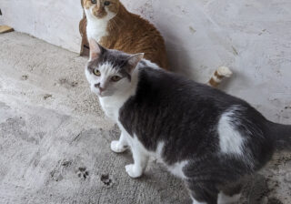 会えなくて寂しかった…バカンス後の飼い主と久々に会った猫さまたちの態度