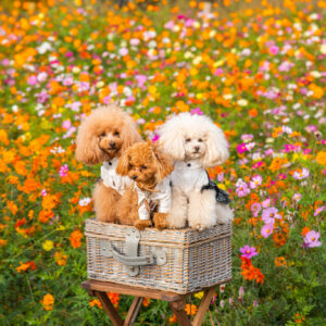 【9/4～9/10の運勢】12星座占い「幸運の花が咲き誇りそう」なのは誰？