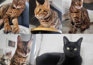 朝食のあとは大運動会！ 飼い主を深い悲しみから救った5名の猫さまたちとは