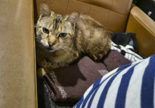 命が繋がりました…飼い主が驚愕した保護施設出身の猫さまの驚くべき生命力とは