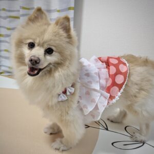 「娘がデカポメにひと目ぼれ！」初めて保護犬を家族に迎えた話