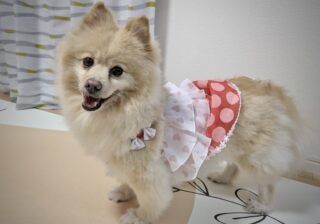 「娘がデカポメにひと目ぼれ！」初めて保護犬を家族に迎えた話